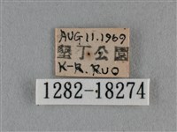 黑脈粉蝶藏品圖，第3張