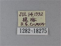 黃鉤蛺蝶藏品圖，第3張