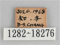 細帶環蛺蝶藏品圖，第3張