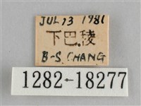 臺灣環蛺蝶藏品圖，第3張