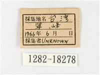 黃裙豔粉蝶藏品圖，第3張