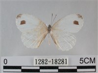 纖粉蝶、黑點粉蝶藏品圖，第1張