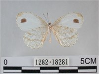 纖粉蝶、黑點粉蝶藏品圖，第2張