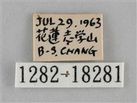 纖粉蝶、黑點粉蝶藏品圖，第3張