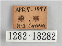 臺灣環蛺蝶藏品圖，第3張