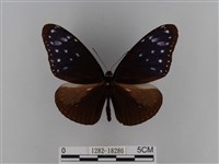異紋紫斑蝶藏品圖，第1張