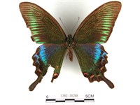 翠鳳蝶蘭嶼亞種藏品圖，第1張