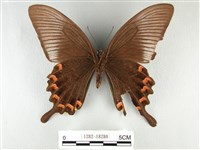 翠鳳蝶蘭嶼亞種藏品圖，第2張