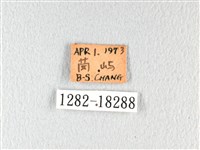 翠鳳蝶蘭嶼亞種藏品圖，第3張