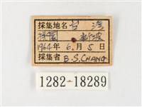 島嶼黃蝶、江崎黃蝶藏品圖，第3張