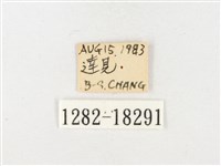 島嶼黃蝶、江崎黃蝶藏品圖，第3張