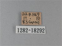 殘眉線蛺蝶藏品圖，第3張
