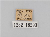 豆環蛺蝶藏品圖，第3張