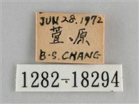金鎧蛺蝶藏品圖，第3張