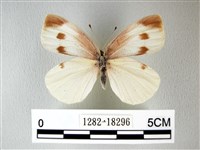 白粉蝶、紋白蝶藏品圖，第1張