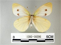 白粉蝶、紋白蝶藏品圖，第2張
