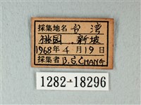 白粉蝶、紋白蝶藏品圖，第3張