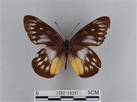 豔粉蝶藏品圖，第1張