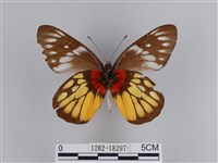 豔粉蝶藏品圖，第2張