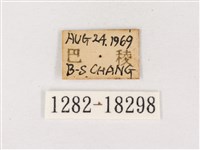 閃灰蝶藏品圖，第3張