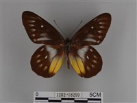 豔粉蝶藏品圖，第1張