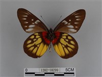 豔粉蝶藏品圖，第2張