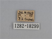 豔粉蝶藏品圖，第3張