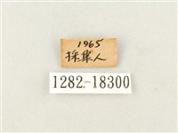 白圈線蛺蝶藏品圖，第3張