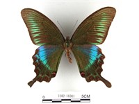 翠鳳蝶蘭嶼亞種藏品圖，第1張