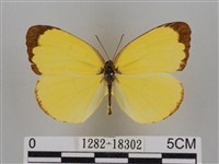 亮色黃蝶藏品圖，第1張