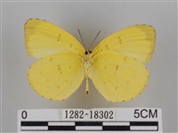 亮色黃蝶藏品圖，第2張