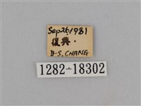 亮色黃蝶藏品圖，第3張