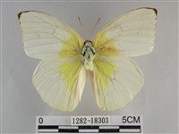 遷粉蝶、淡黃蝶藏品圖，第1張