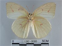 遷粉蝶、淡黃蝶藏品圖，第2張