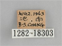 遷粉蝶、淡黃蝶藏品圖，第3張