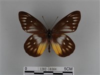 豔粉蝶藏品圖，第1張