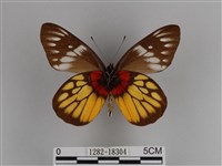 豔粉蝶藏品圖，第2張