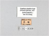 寬帶青鳳蝶藏品圖，第3張