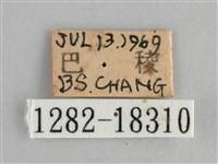 金鎧蛺蝶藏品圖，第3張