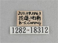 異色尖粉蝶藏品圖，第3張