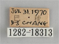 金鎧蛺蝶藏品圖，第3張