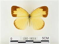 島嶼黃蝶、江崎黃蝶藏品圖，第1張