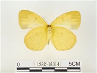 島嶼黃蝶、江崎黃蝶藏品圖，第2張