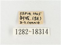 島嶼黃蝶、江崎黃蝶藏品圖，第3張