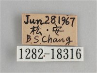 金鎧蛺蝶藏品圖，第3張