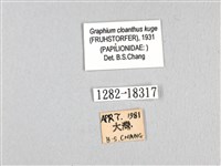 寬帶青鳳蝶藏品圖，第3張