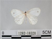 纖粉蝶、黑點粉蝶藏品圖，第2張