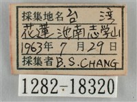 纖粉蝶、黑點粉蝶藏品圖，第3張