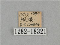細灰蝶藏品圖，第3張