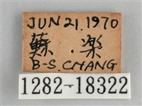 細帶環蛺蝶藏品圖，第3張